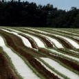Pour que les déchets agricoles (bâches d’ensilage, films d’enrubannage, ficelles et filets de balles rondes) ne soient pas brûlés ou jetés dans l’environnement, une collecte des déchets plastiques agricoles est […]