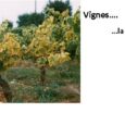 PROSPECTION FLAVESCENCE DOREE L’arrêté préfectoral organisant la lutte contre la flavescence dorée de la vigne pris dans le Puy-de-Dôme suite à la découverte d’un cep contaminé précise conformément aux dispositions […]