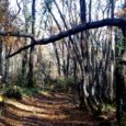   Fin octobre 2018, un épisode neigeux a provoqué quelques dégâts dans les bois. La neige tombée, certes en petite quantité était grasse et très lourde. Les arbres n’ayant pas […]