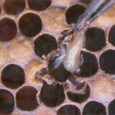 La loque américaine est une espèce de bactérie responsable d’une terrible maladie contagieuse qui touche spécifiquement le couvain (zone regroupant les larves) des colonies d’abeilles. Cette bactérie entraîne la destruction […]