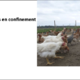 Les volailles placées en confinement Le préfet du Puy-de-Dôme vient de prendre de nouvelles mesures, face au risque d’influenza aviaire, après la détection d’un foyer en Haute-Corse. La préfecture du […]
