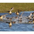 La préfecture du Puy-de-Dôme a pris un arrêté le 25 janvier 2017 portant suspension temporaire de la chasse de certaines espèces d’oiseaux. >>>Voir l’arrêté